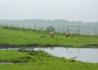 Park Dzikich Zwierząt w Kadzidłowie