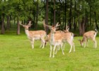 Park Dzikich Zwierząt w Kadzidłowie