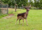 Park Dzikich Zwierząt w Kadzidłowie