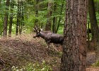 Park Dzikich Zwierząt w Kadzidłowie