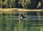 Nie wszystkie dinozaury wyginęły czyli...podwodny świat dinozaurów