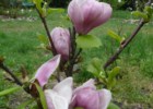 Wiele osób przychodzi do Ogrodu Botanicznego PAN w porze kwitnienia magnolii