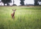 Rodzinne wakacje na Mazurach - gdzie znajdziesz najlepsze atrakcje?