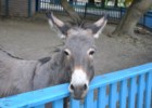 Przemiły osiołek z bajkowego zoo