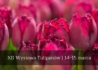 XII Wystawa Tulipanów w Wilanowie - 14-15 marca 2020