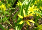 Wielki Dzień Pszczół w Wilanowie