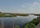 Narew w okolicach Kurowa