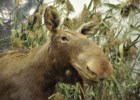 Łoś na wystawie w siedzibie Biebrzańskiego Parku Narodowego