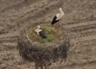 Rzadki widok na bocianie gniazdo - z góry wygląda inaczej - wycieczki rowerowe z dziećmi na Podlasiu