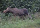 Spotkana w Biebrzańskim Parku Narodowym klempa - czyli pani łoś