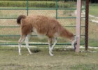 Lama w mini-zoo