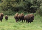 Bizon safari, kukurydziany labirynt, stadnina koni... czyli Pałac w Kurozwękach