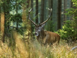 Rykowisko – odwiedź Puszczę Białowieską jesienią