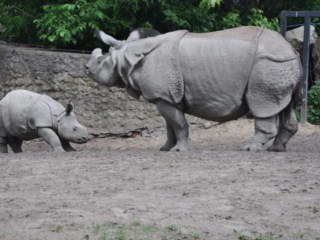 Byś, miś i spółka, czyli … wizyta w warszawskim ZOO