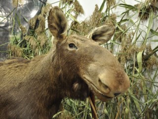 Podlasie dla rodzin z dziećmi – Dzieciaki w Plecaki rekomendują