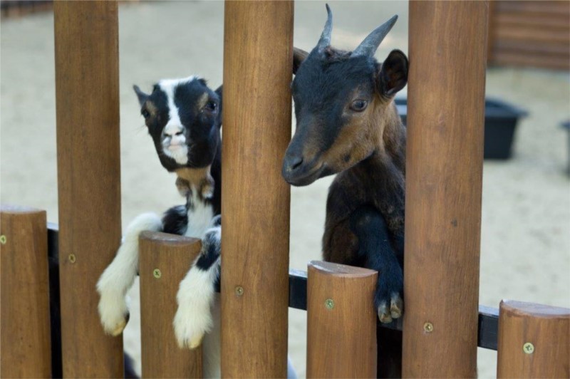 Mini ZOO w Hanza Pałac 