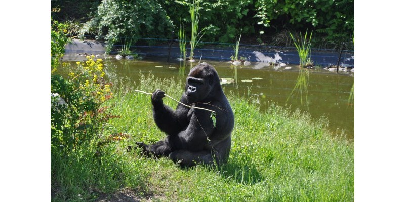 Byś, miś i spółka, czyli … wizyta w warszawskim ZOO