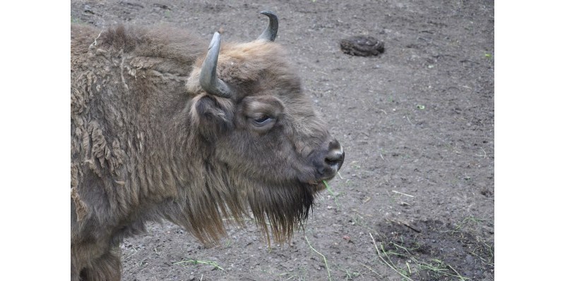 Żubry z warszawskiego ZOO w trakcie obiadu