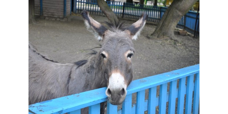 Przemiły osiołek z bajkowego zoo