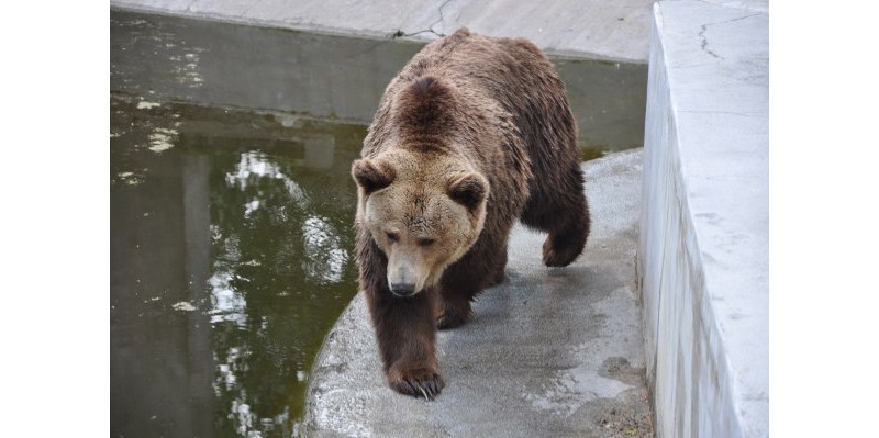 Niedźwiedź brunatny - jeden z bardziej aktywnych mieszkańców warszawskiego zoo