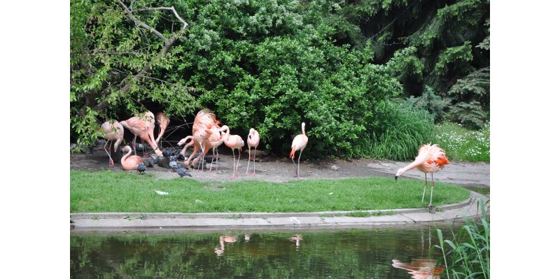 Flamingi i współżyjące z nimi gołębie