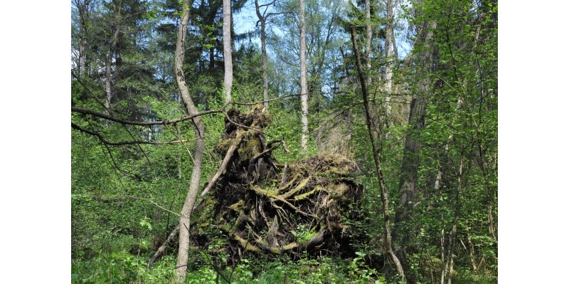 Rykowisko – odwiedź Puszczę Białowieską jesienią