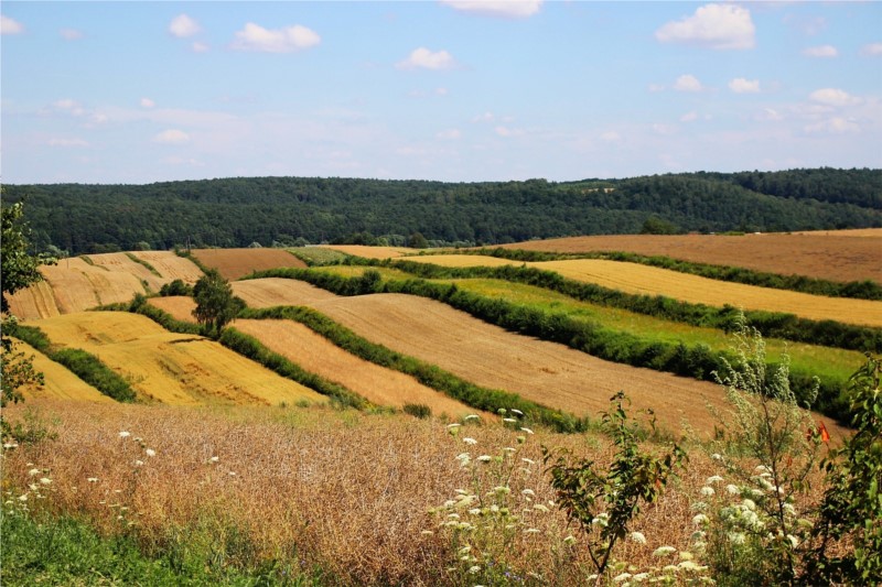 Roztoczańskie pola