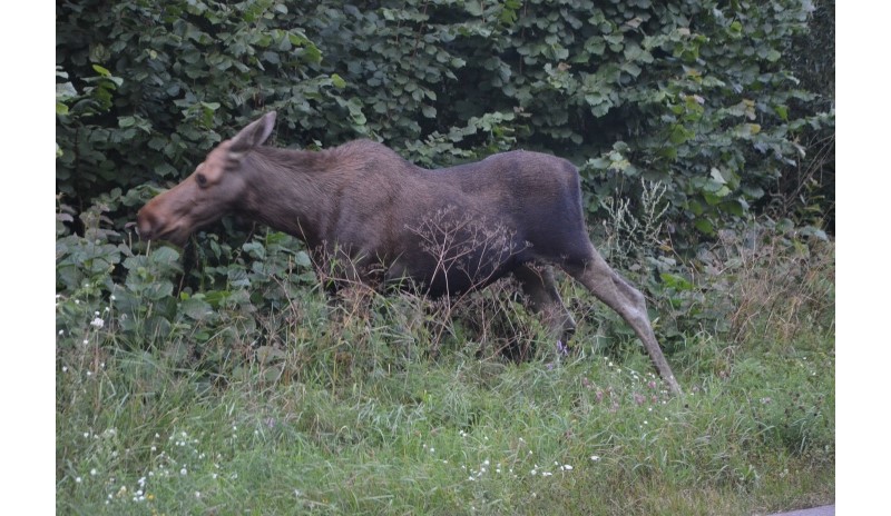 Spotkana w Biebrzańskim Parku Narodowym klempa - czyli pani łoś