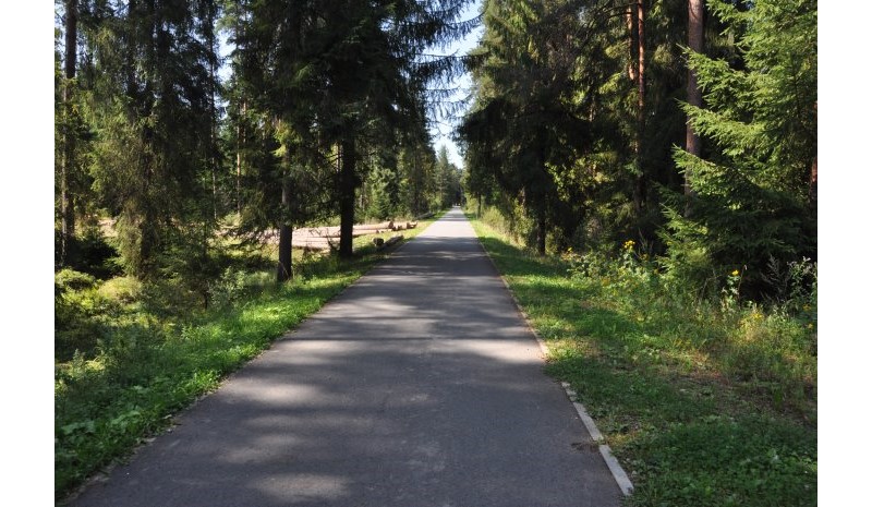 Piękny, asfaltowy odcinek przez las dający schronienie przed upałem