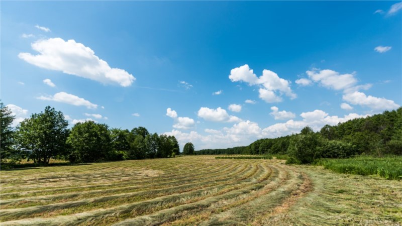 Łąki nad Bugiem