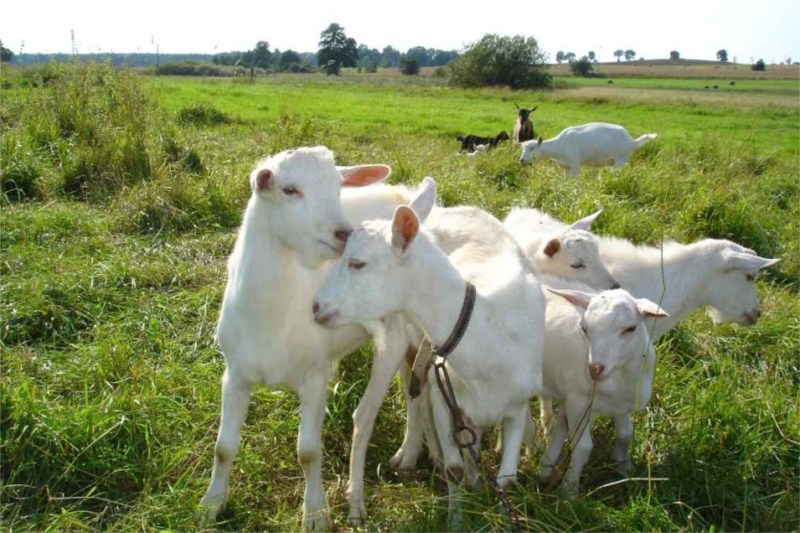 Agroturystyka Ostrów Kierwiński - wakacje z dzieckiem na Mazurach