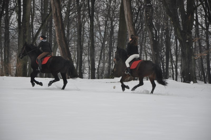 Stajnia w Rytwianach